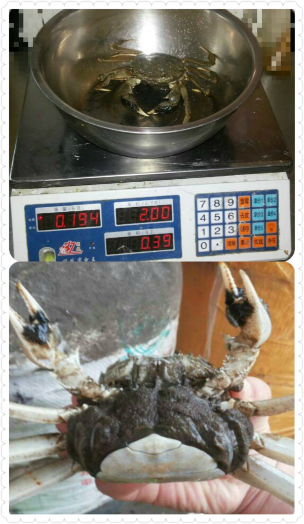 二力蟹苗养殖基地独家采用四两重的受孕抱卵母蟹亲本