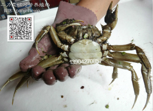 半斤重盘锦母河蟹