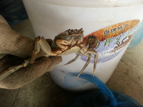 河蟹养殖技术之自切与再生，图片为断肢后再生小钳子的螃蟹
