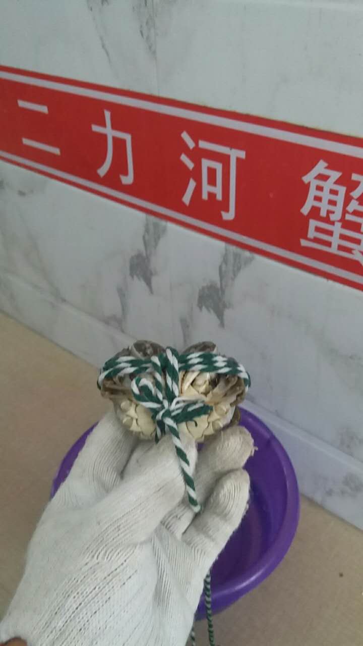 二力教您如何捆绑螃蟹
