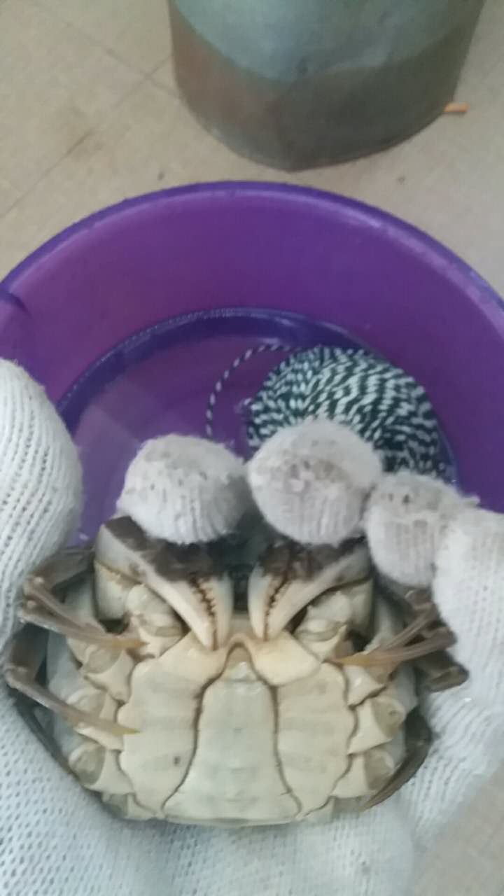 快速捆绑螃蟹方法，最快时间11秒一个。