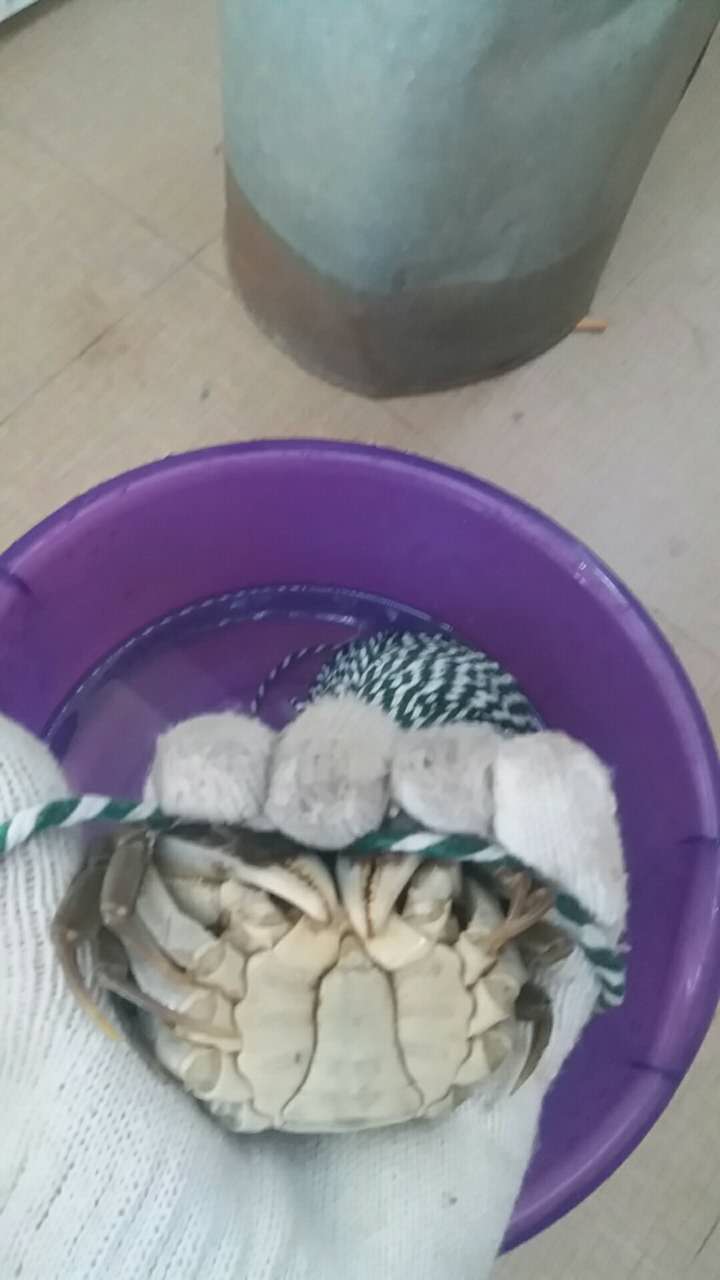 快速捆绑盘锦河蟹方法
