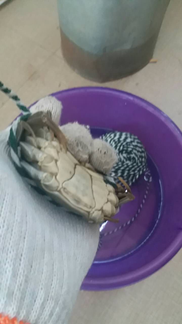 盘锦河蟹捆绑方法