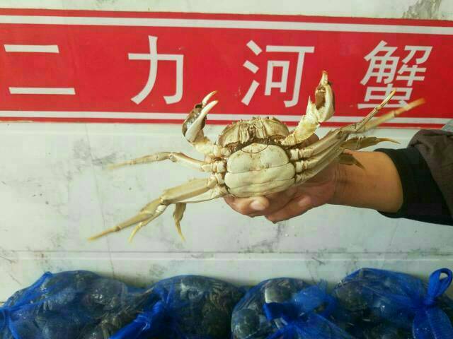 盘锦河蟹价格