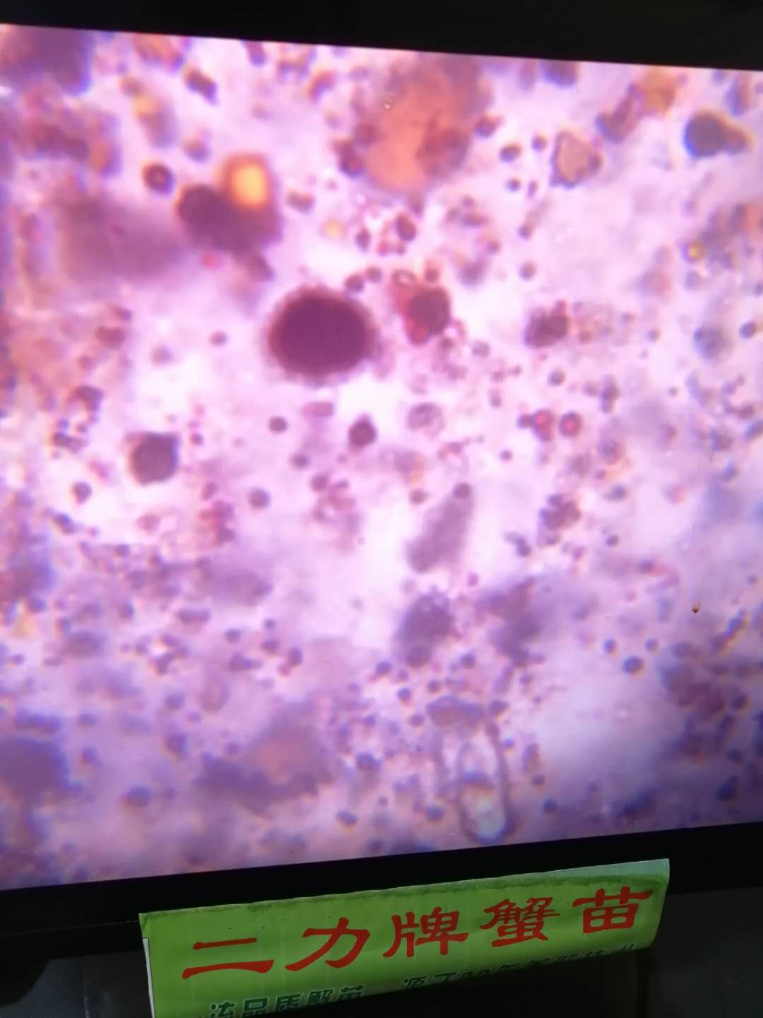 盘锦河蟹-看得见的虾青素，1000倍显微镜下的红色J结晶C40H52O4