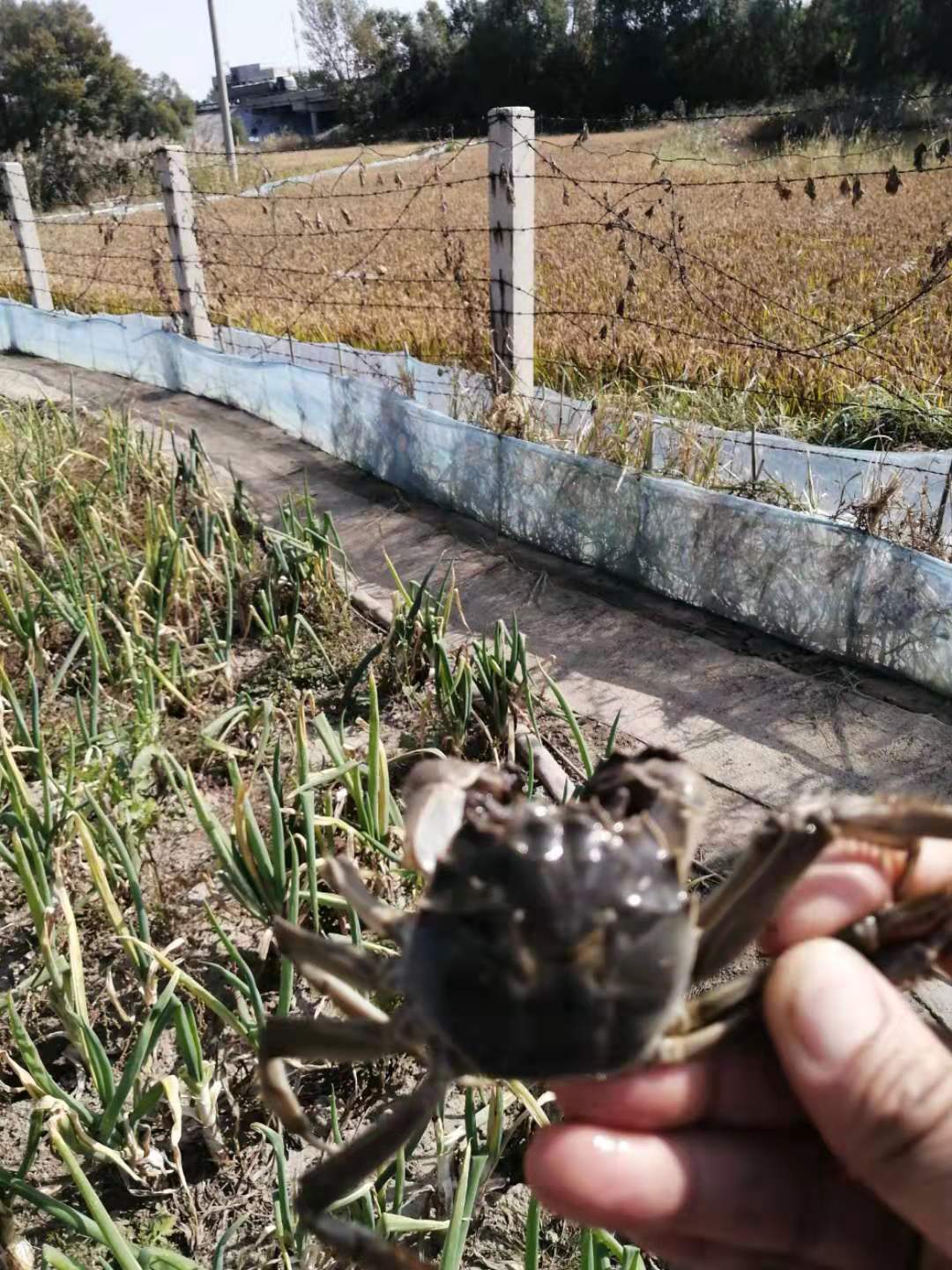 八月节前稻田地收盘锦河蟹了