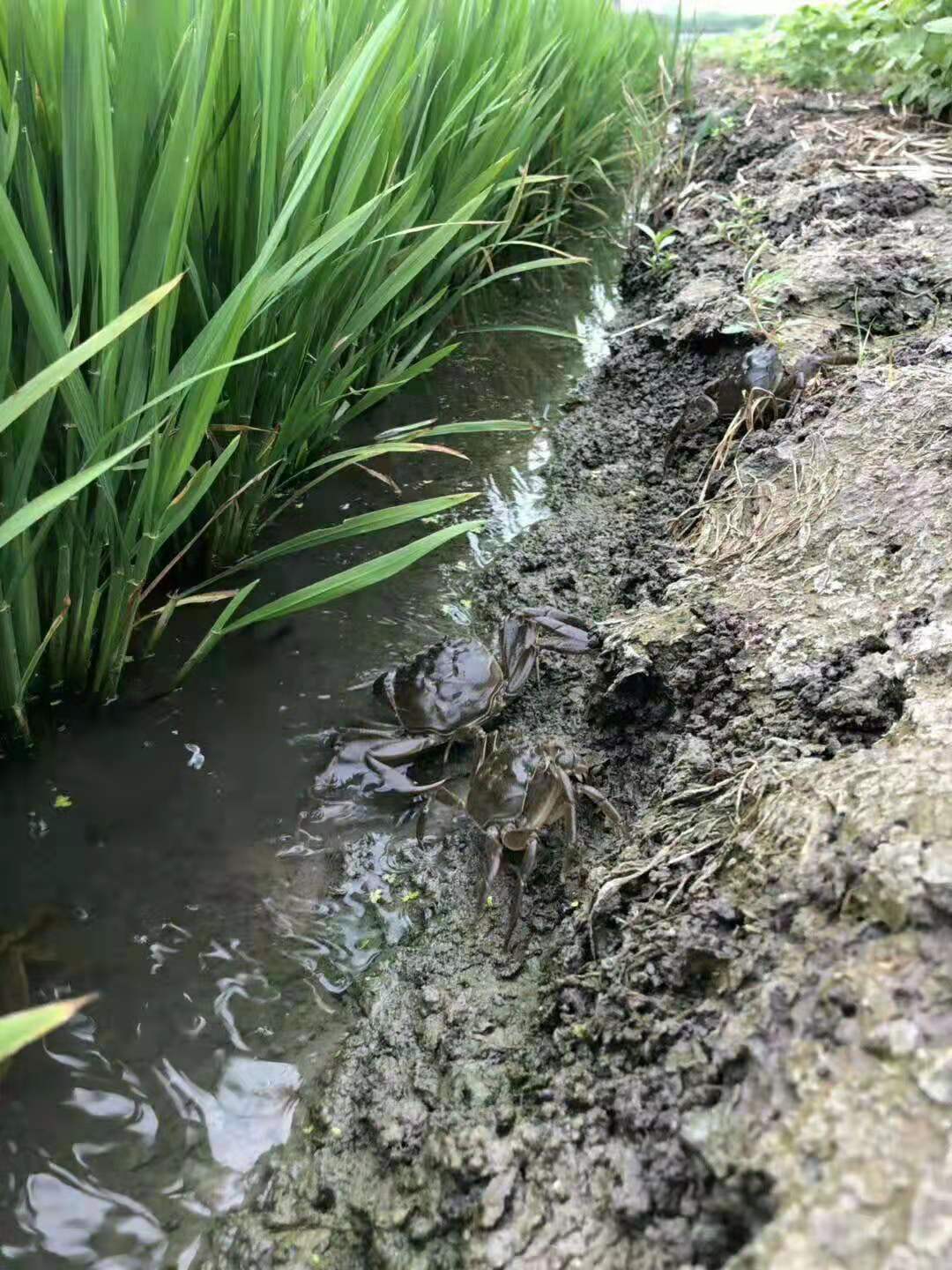 盘锦河蟹大米特点