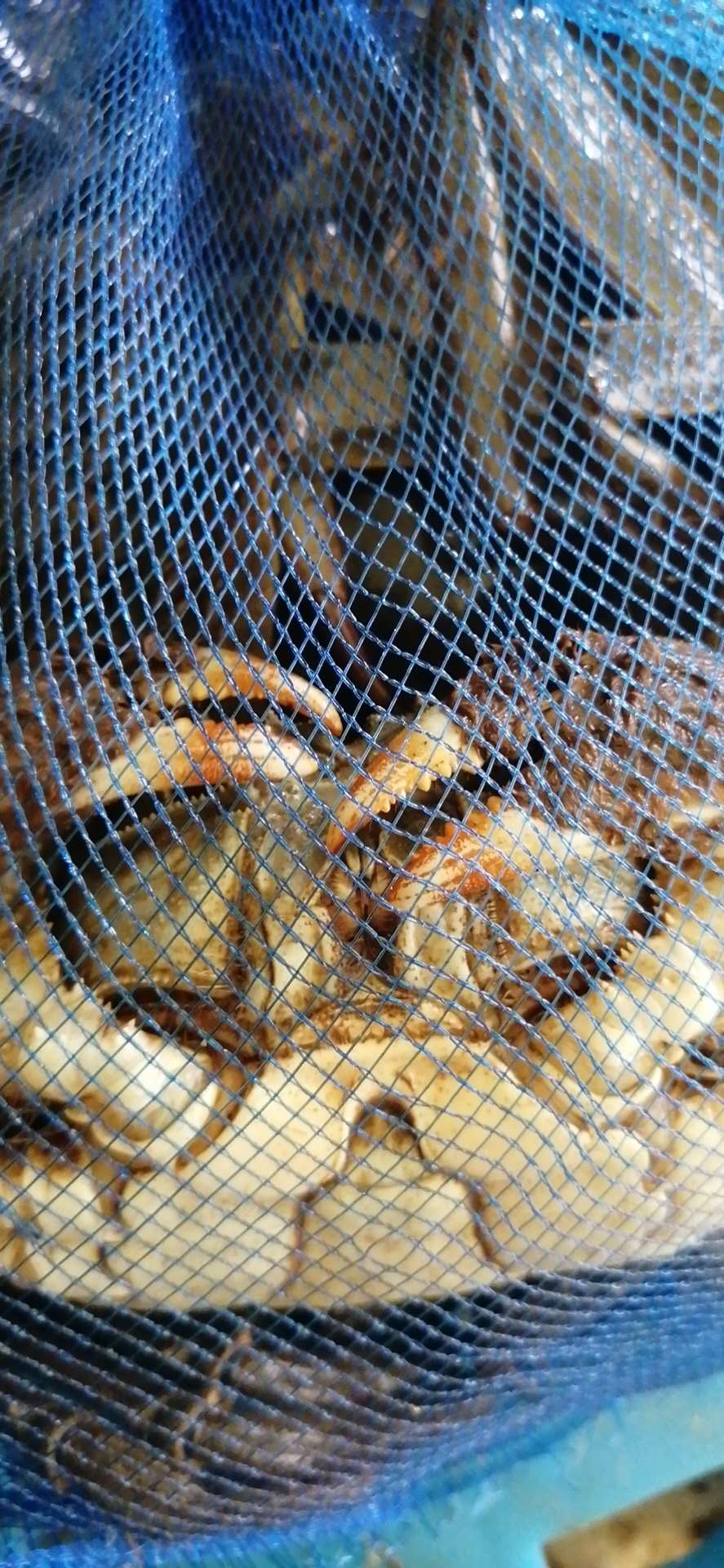 蟹钳有铁锈样附着物，是优质六月黄主要特征之一