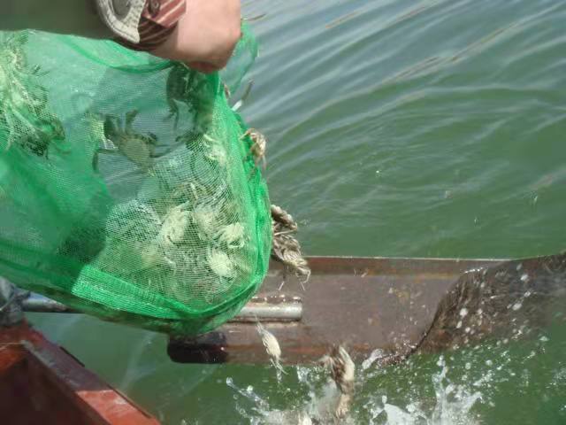 蟹苗在预先肥水的环境里,一壳成活率80%以上