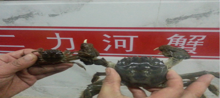 70头/斤蟹苗与半斤重盘锦河蟹