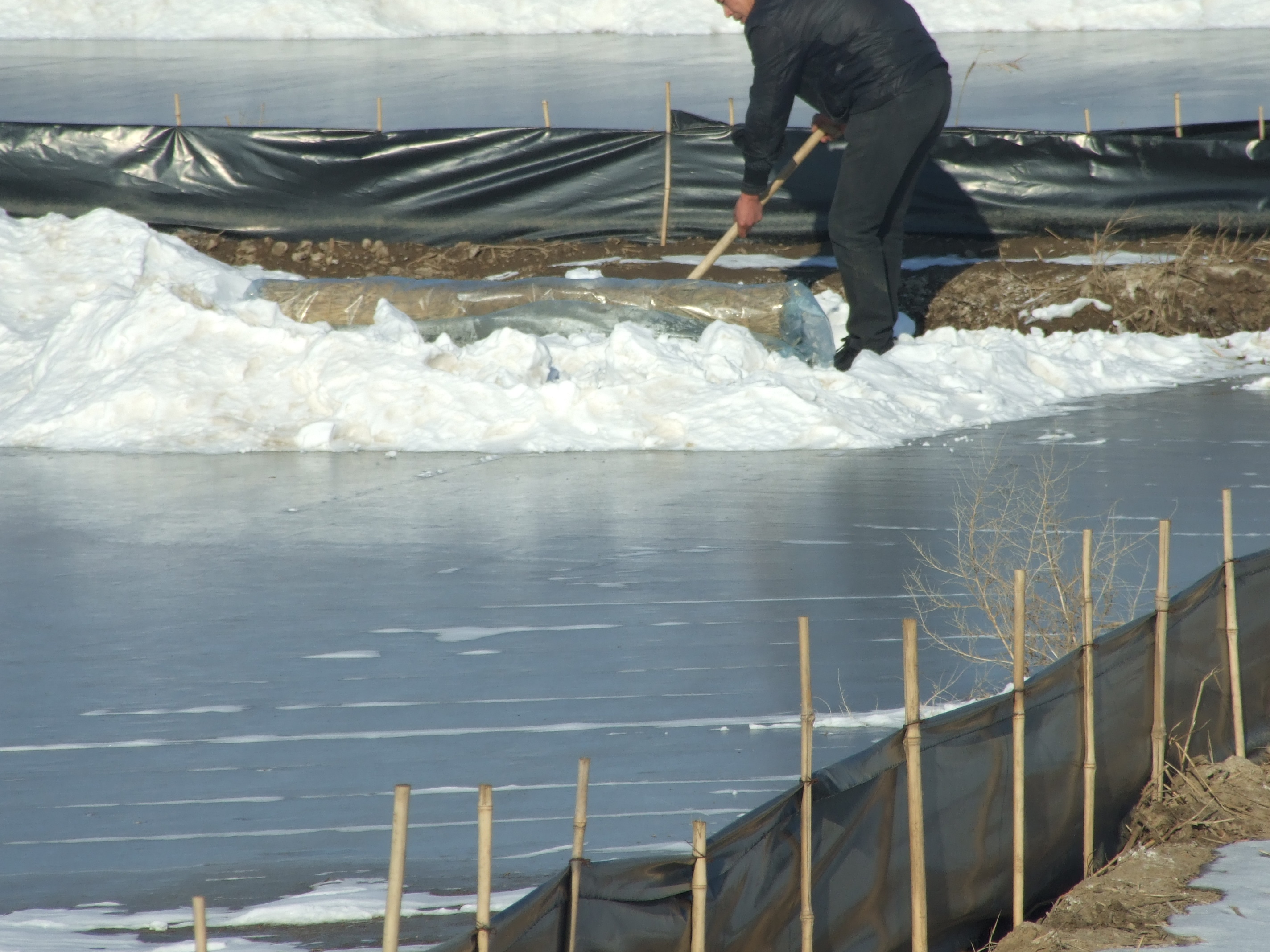 二力河蟹养殖基地越冬场除雪明冰
