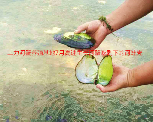 被河蟹吃掉的鲜活河蚌，只剩下墨绿的河蚌壳