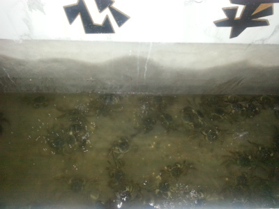 暂养蟹池内鲜活的螃蟹