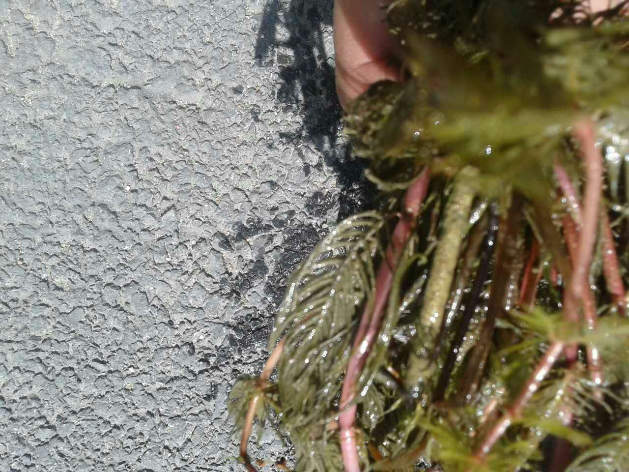 为盘锦河蟹创造有机生态环境-金鱼藻