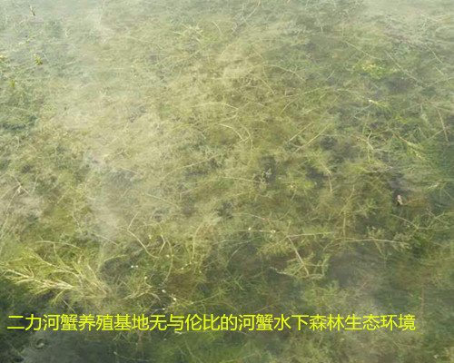 有机蟹生长生态环境~由金鱼藻、菹草、伊乐藻、芦苇等水草组成的水下净化森林