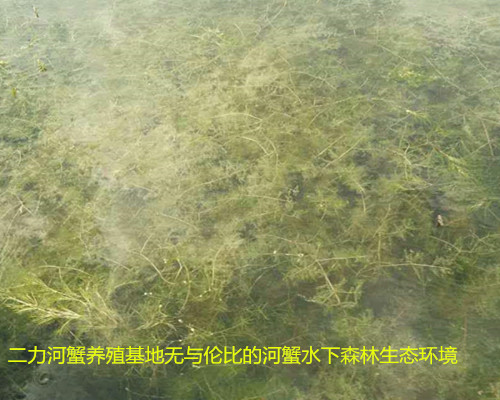 有机蟹生长生态环境~由金鱼藻、菹草、伊乐藻、芦苇等水草组成的水下净化森林