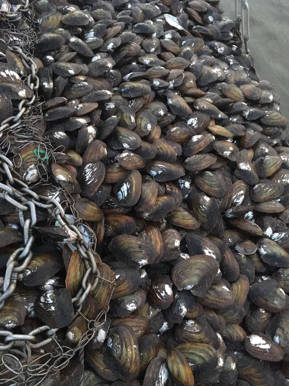 二力河蟹养殖基地有机蟹的最佳饵料田螺与河蚌图片