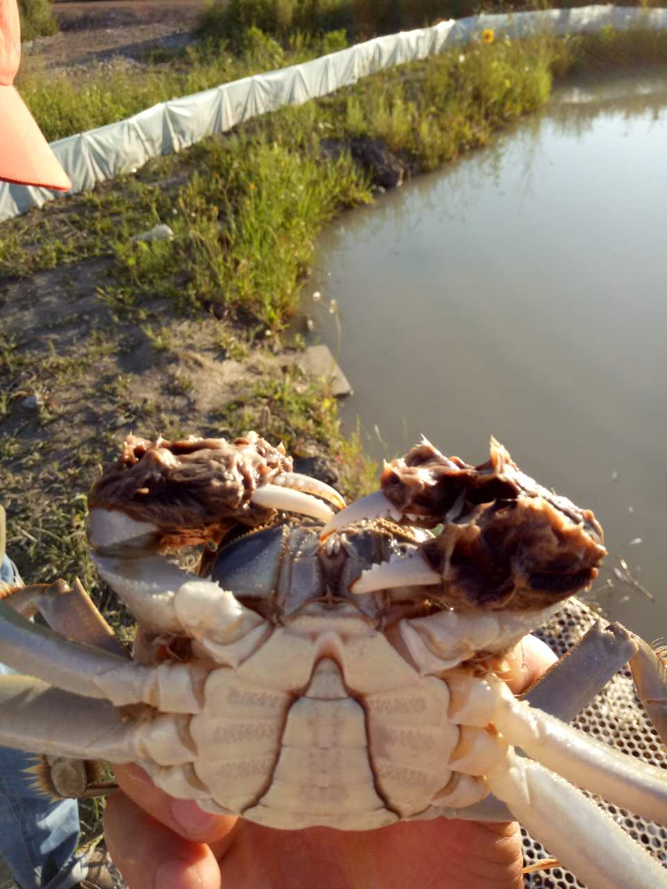 盘锦河蟹图片——三两公蟹
