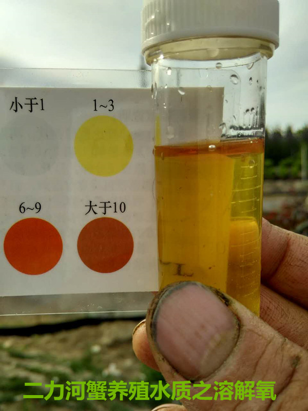 二力稻田养蟹最佳时间选择理化指标之溶解氧