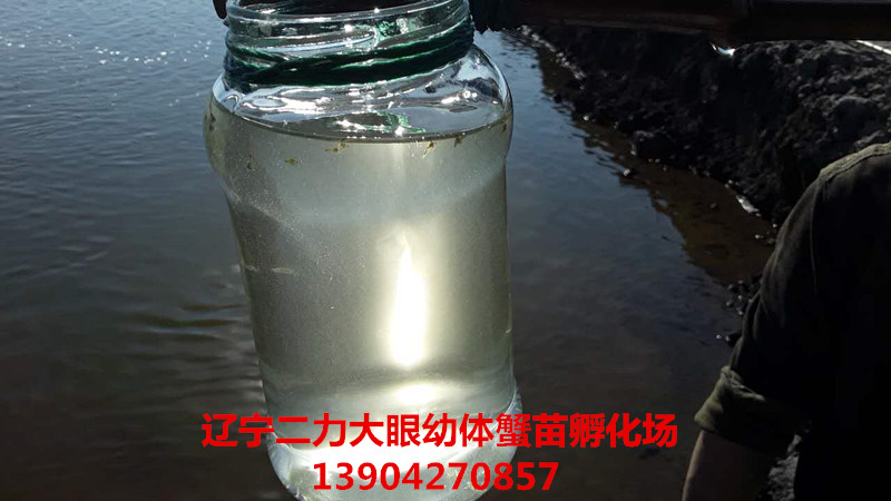 阳光下取样瓶里的大眼幼体