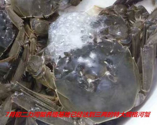 7月初二力河蟹养殖基地已经达到3两的特大公蟹，再脱壳I次就会半斤以上了