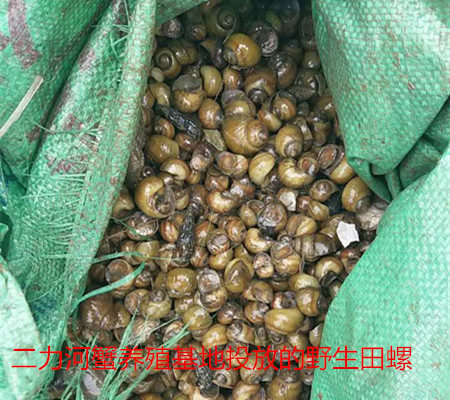 有机蟹养殖的鲜活饵料-来自黑龙江松花江的田螺