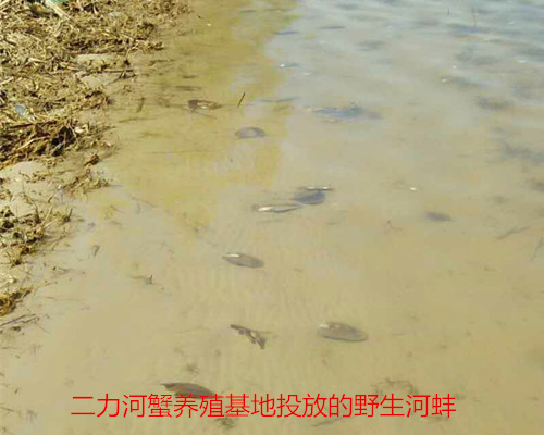 二力养蟹基地初春三月投放的河蚌