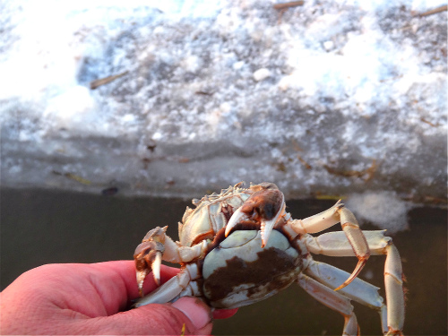 二力河蟹越冬基地刚起捕的盘锦母河蟹