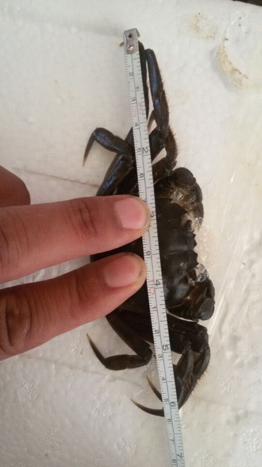 二壳后三壳前二力牌盘锦河蟹后盖直径已达6cm长度