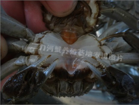 挑选满黄盘锦河蟹方法