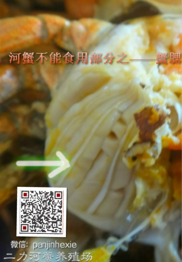 具有呼吸功能与摄食消化功能的盘锦河蟹鳃丝