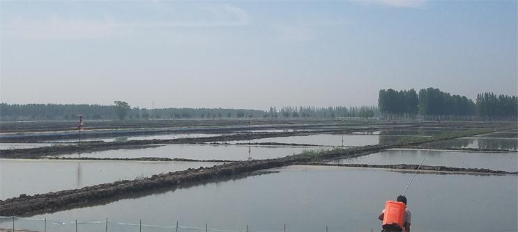 盘锦河蟹养殖技术