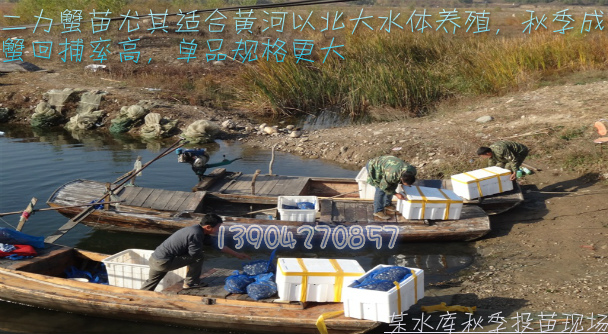 2014年北京某水库大闸蟹养殖区投放二力牌蟹苗图片