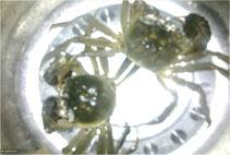 如何挑选河蟹