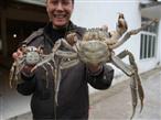 史上最大的盘锦河蟹