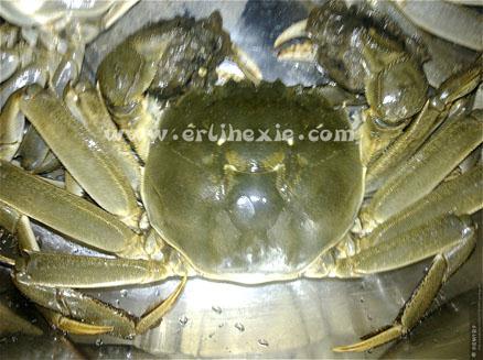 8两重特大盘锦河蟹