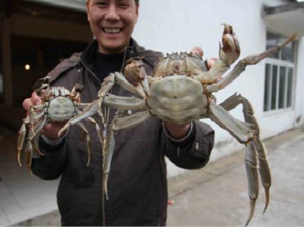 史上最大的盘锦河蟹