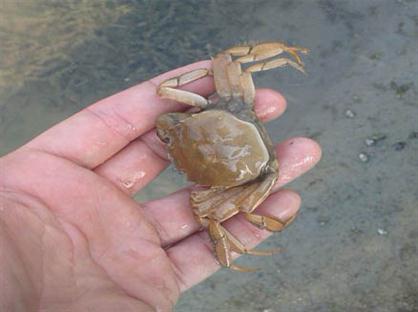 盘锦河蟹养殖过程中脱下的壳