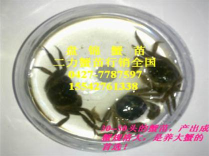 生态盘锦蟹苗