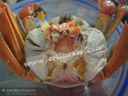 盘锦河蟹——母蟹