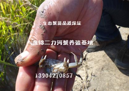 生态培育河蟹苗 品质保证