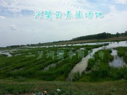 蟹苗养殖场地